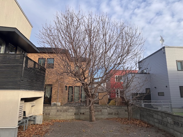 剪定前　サクランボ