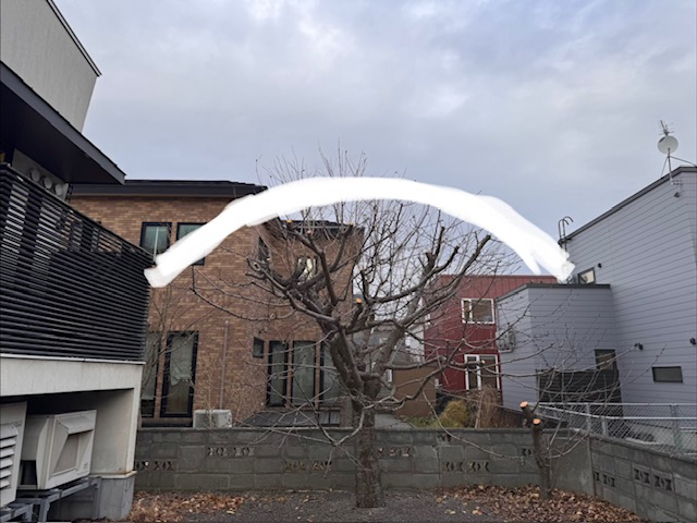 剪定後　サクランボ