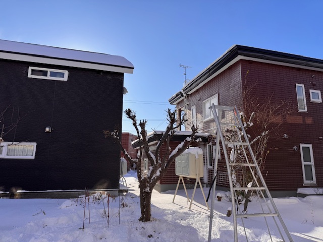 剪定後　姫リンゴ