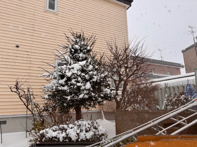 剪定前　イチイ・もみじ