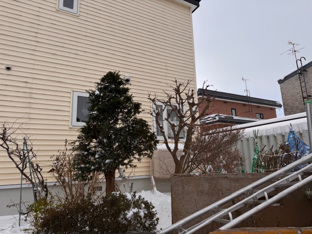 剪定後　イチイ・もみじ