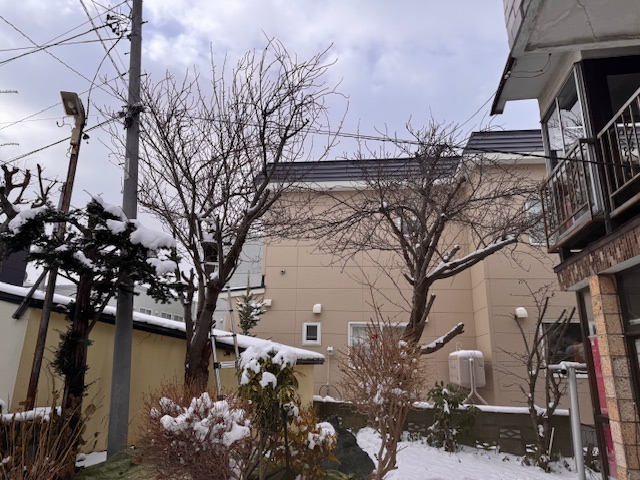 剪定前　桜２本