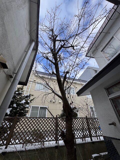 剪定前　桜