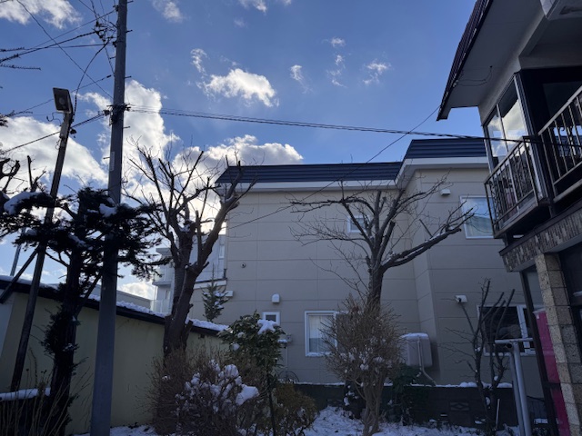 剪定後　桜２本