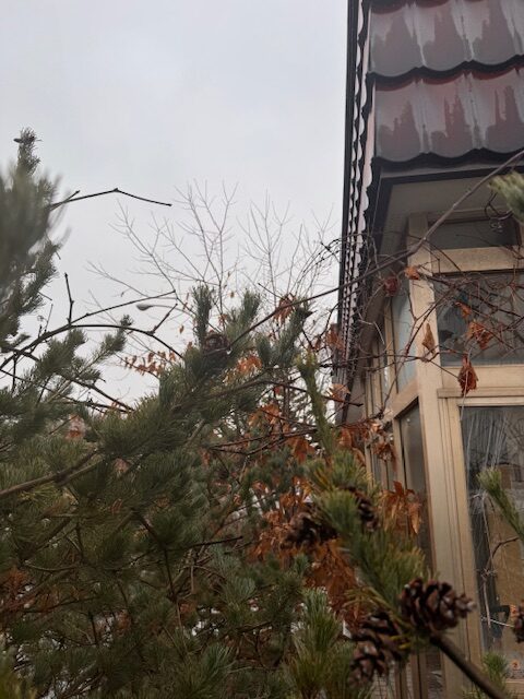 ②東（玄関）側の足場を組む場所の確保　前