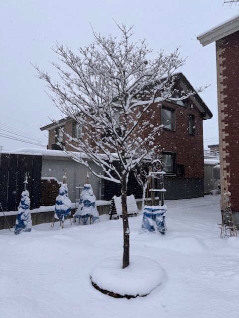 剪定前 ヤマボウシ