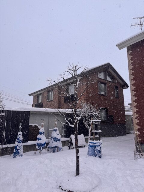 剪定後 ヤマボウシ