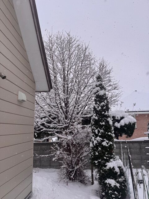 伐採前 ナナカマド