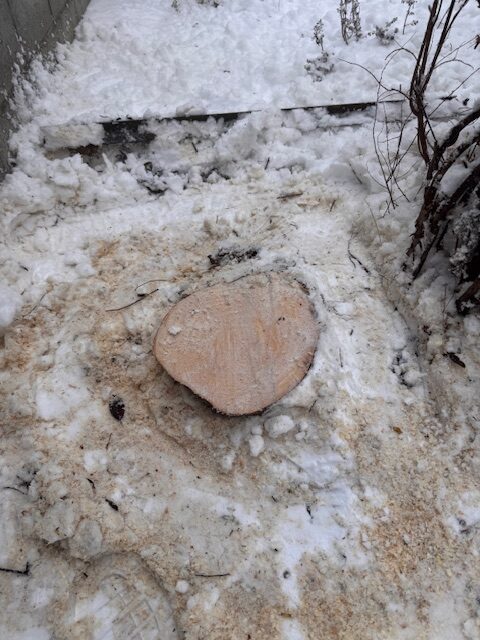 伐採後 ナナカマド