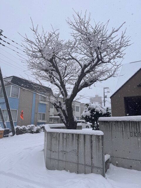 伐採前 桜