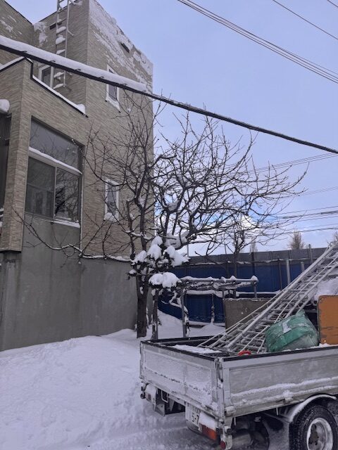 剪定前　サクランボ