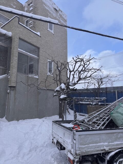 剪定後　サクランボ