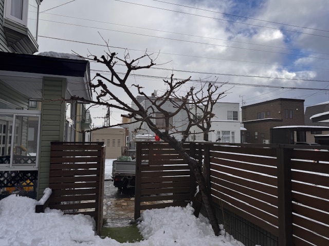 剪定後 桜・野村モミジ
