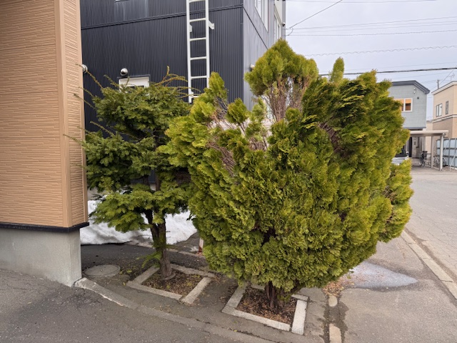 剪定前　イチイ・コニファー