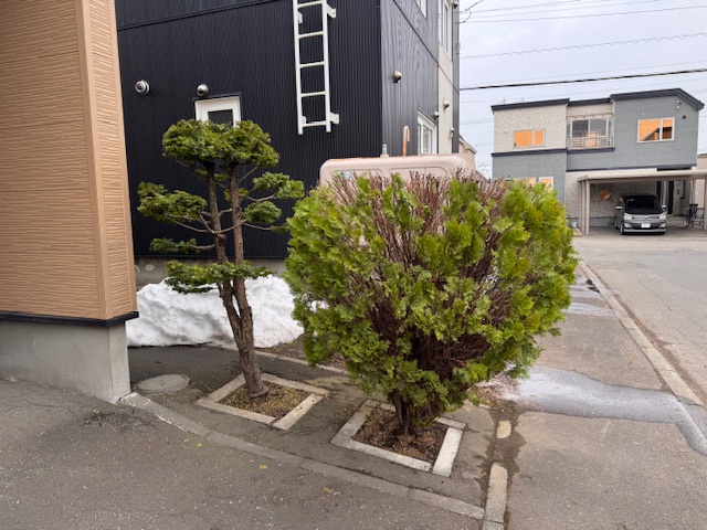 剪定後　イチイ・コニファー