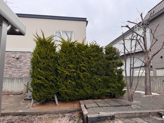 剪定前　カイヅカイブキ