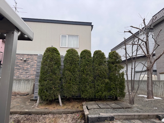 剪定後　カイヅカイブキ