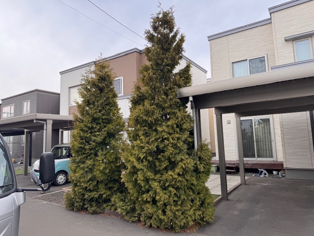 剪定前　コニファー