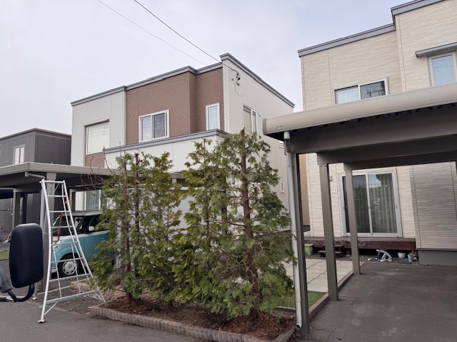 剪定後　コニファー