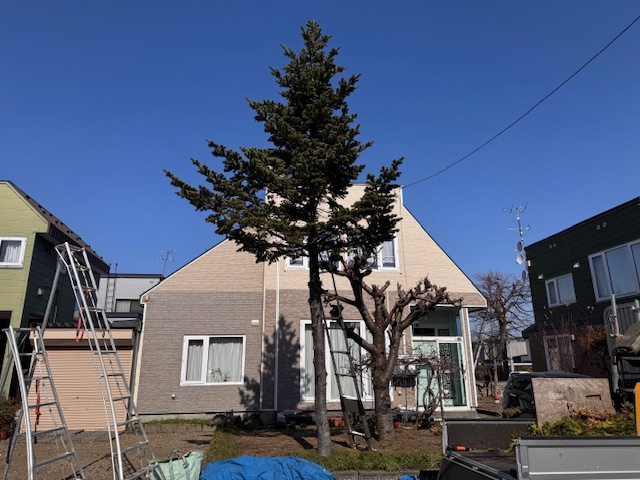 伐採前 トドマツ