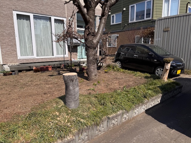 伐採後 トドマツ