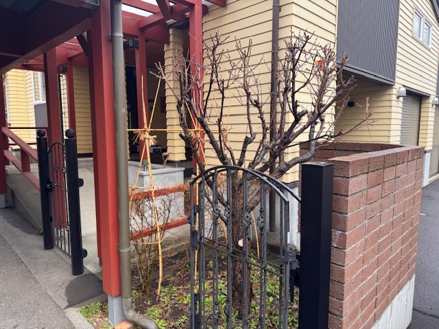 冬囲い外し前 ドウダンツツジ