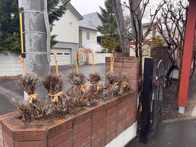 冬囲い外し前 ラベンダー