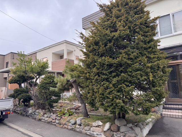 伐採前 イチイ・松など