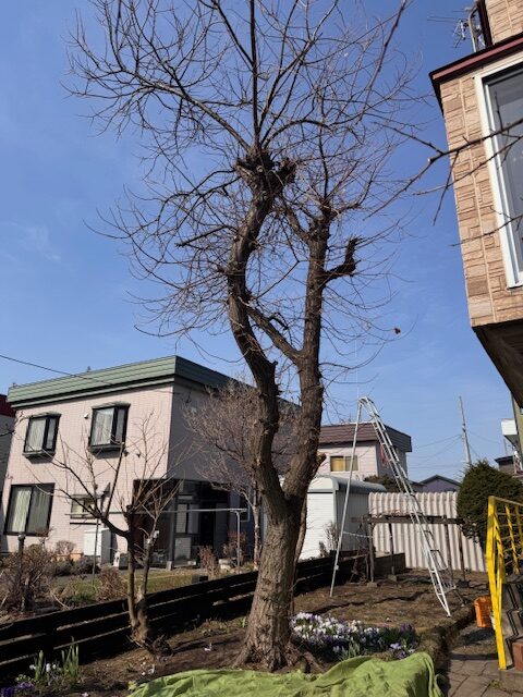 伐採前　栗の木