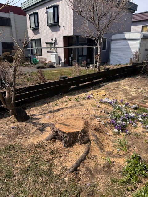 伐採後　栗の木