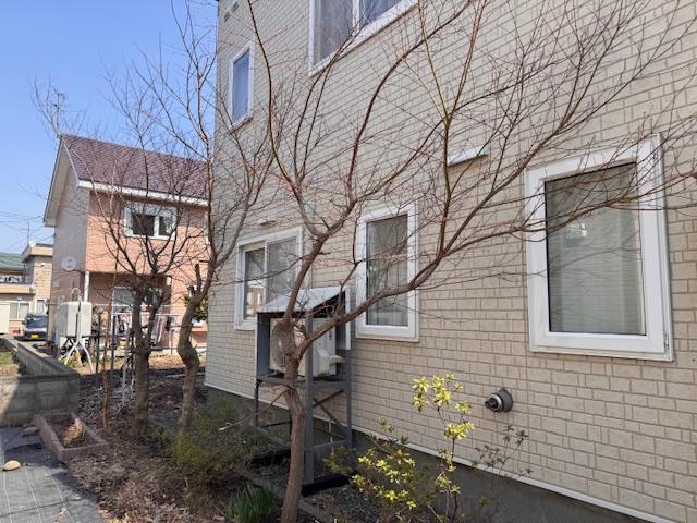 伐採前　もみじ