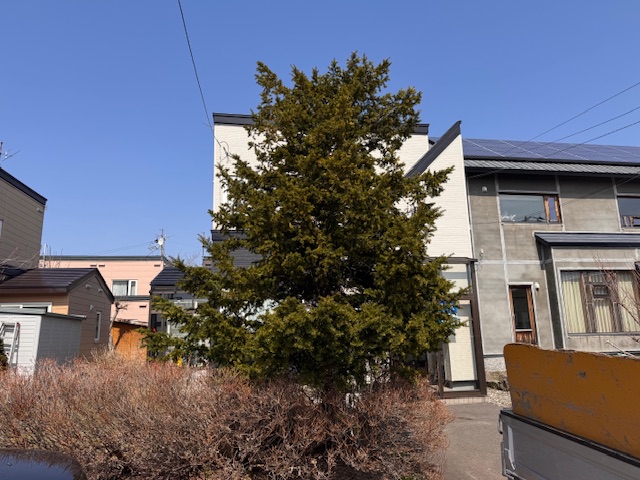 剪定前　イチイ（オンコ）