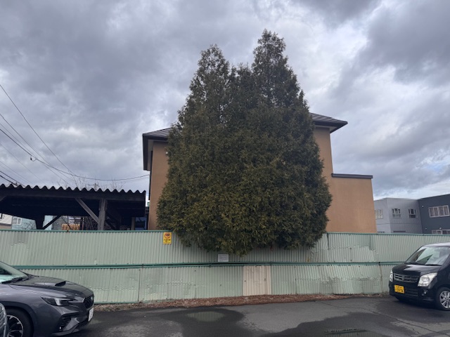 剪定前 ヒバ3本