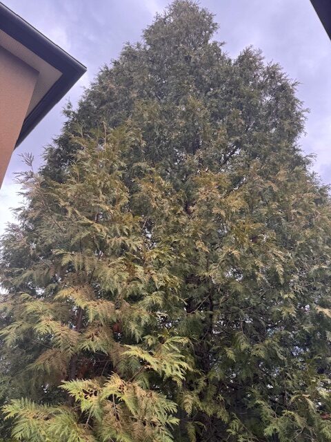 剪定前 ヒバ3本