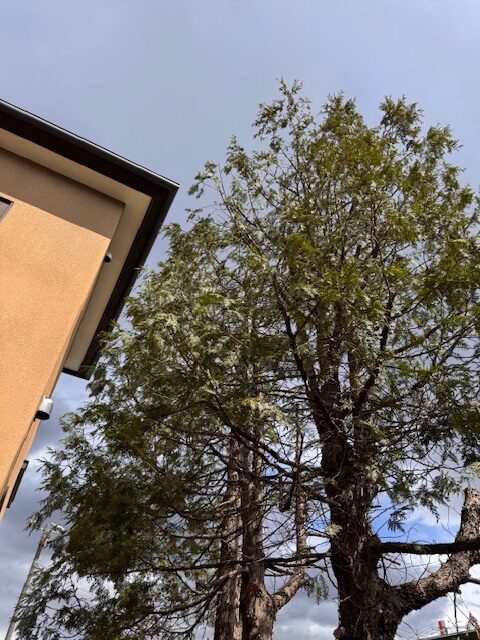 剪定後 ヒバ3本