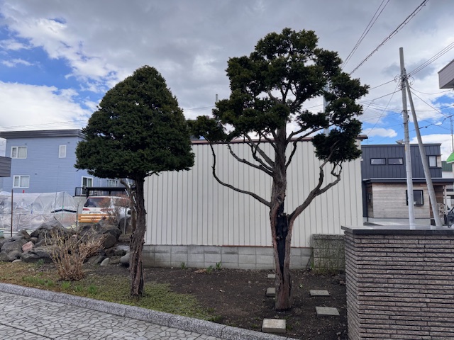 伐採前 イチイ2本