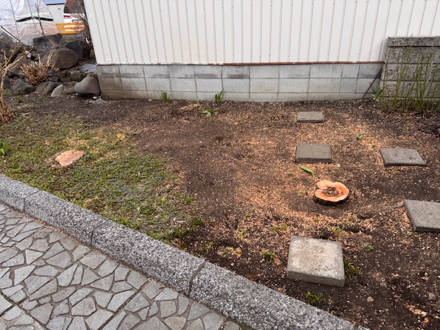 伐採後 イチイ2本