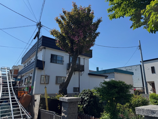 Leaning flowering tree in front of a white two‑story house with blue trim under a clear blue sky; construction ladder on the left and utility poles with wires crisscrossing above.