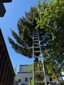 Tall aluminum ladder leans against a large evergreen tree in a sunny backyard with buildings nearby.