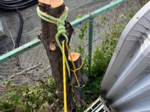 Close-up of a freshly cut tree trunk with bright green and yellow ropes tied around it, secured to a green railing during outdoor pruning work.