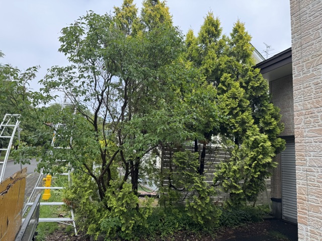 A small garden area with green trees and shrubs beside a brick building, with a metal ladder and a wooden fence on the left.